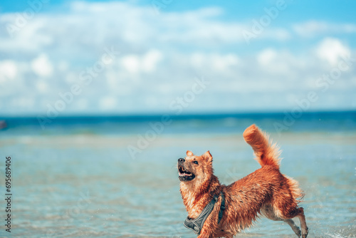 Dog playing on the beach water. dog, pet, family concept.