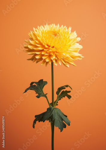 Yellow flowers floral nature dahlia beauty plant summer blossom botany