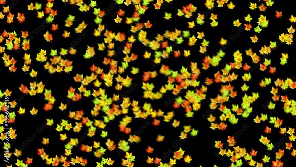 Autumn Beauty: Maple Leaves Transition in Full Glory Autumn Beauty: Maple Leaves Transition in Full Glory