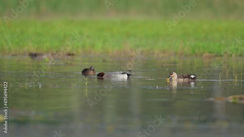 The Eurasian wigeons Swimming in Wetland photo