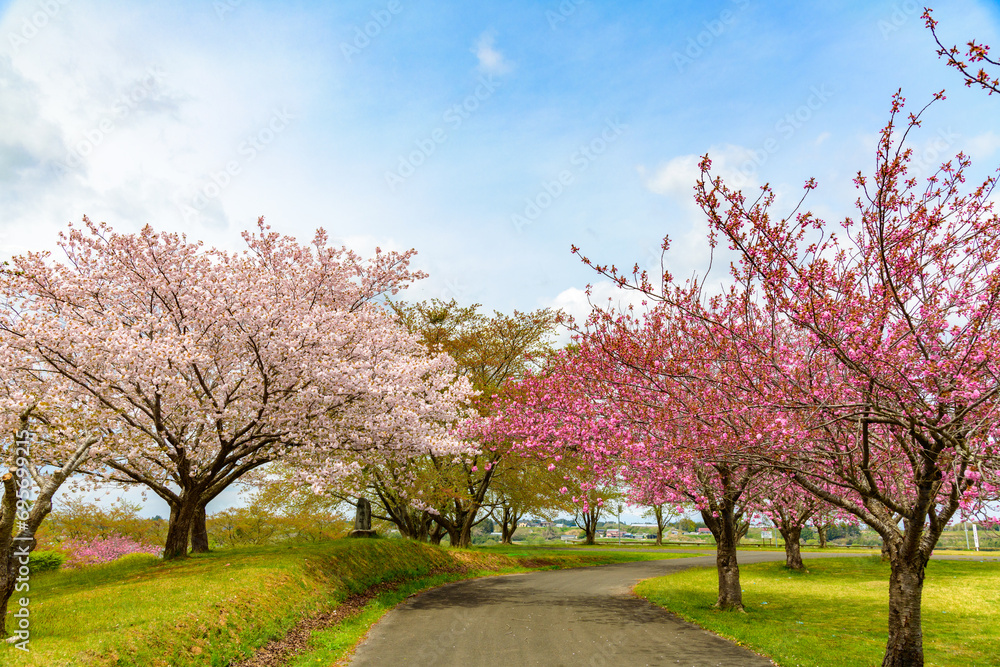 Obraz premium 春爛漫 桜と青空 (宮城県長沼) 