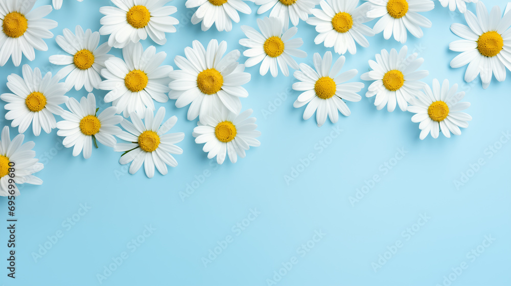 daisies on a blue background, top view, spring background