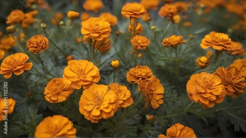 Marigold flowers in the garden. (Tagetes erecta)