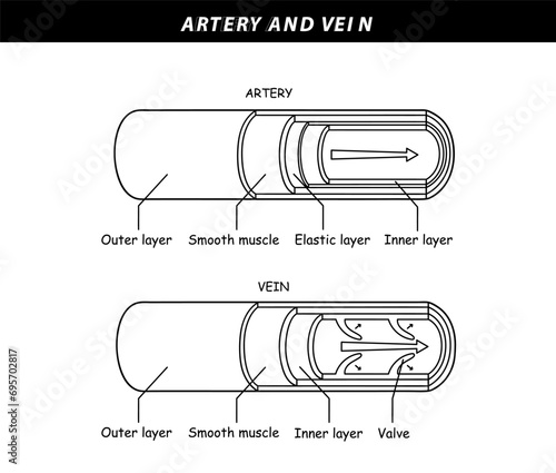 Blood vessels with artery and vein internal structure vector illustration