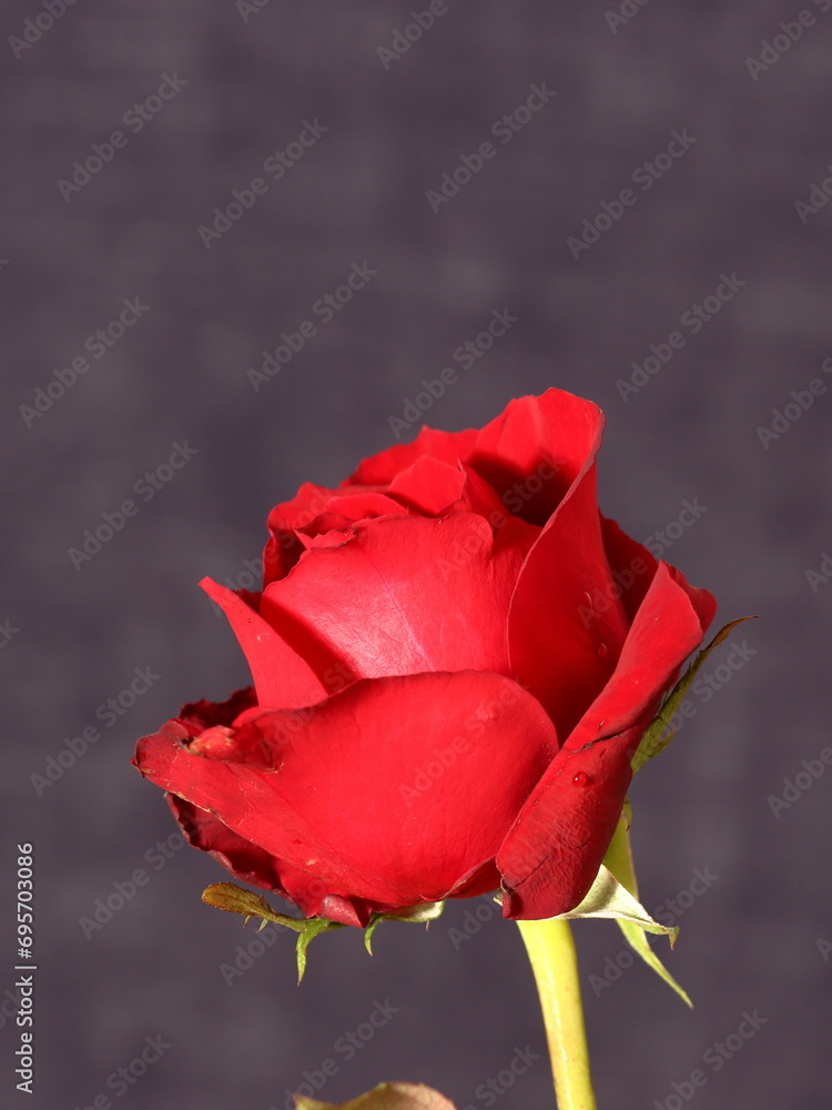 red rose isolated on dark texture background red rose isolated on dark texture background