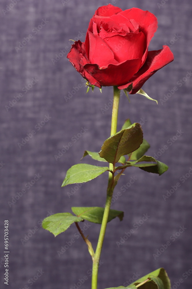 red rose isolated on dark texture background