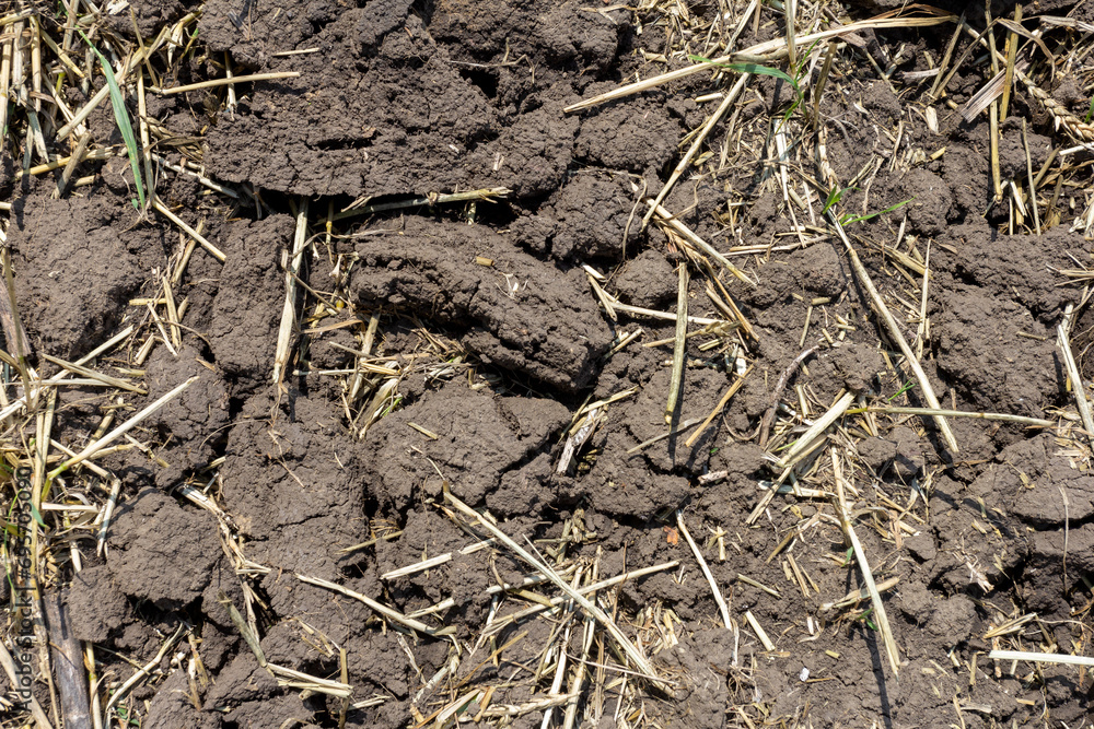 Soil in the field during the onset of drought, cracks from drying out. Soil in the field during the onset of drought, cracks from drying out.