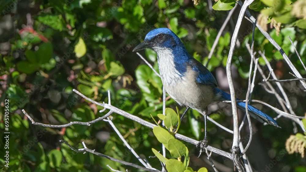 Island Scrub Jay on Santa Cruz Island in the Channel Islands National Park of California Island Scrub Jay on Santa Cruz Island in the Channel Islands National Park of California
