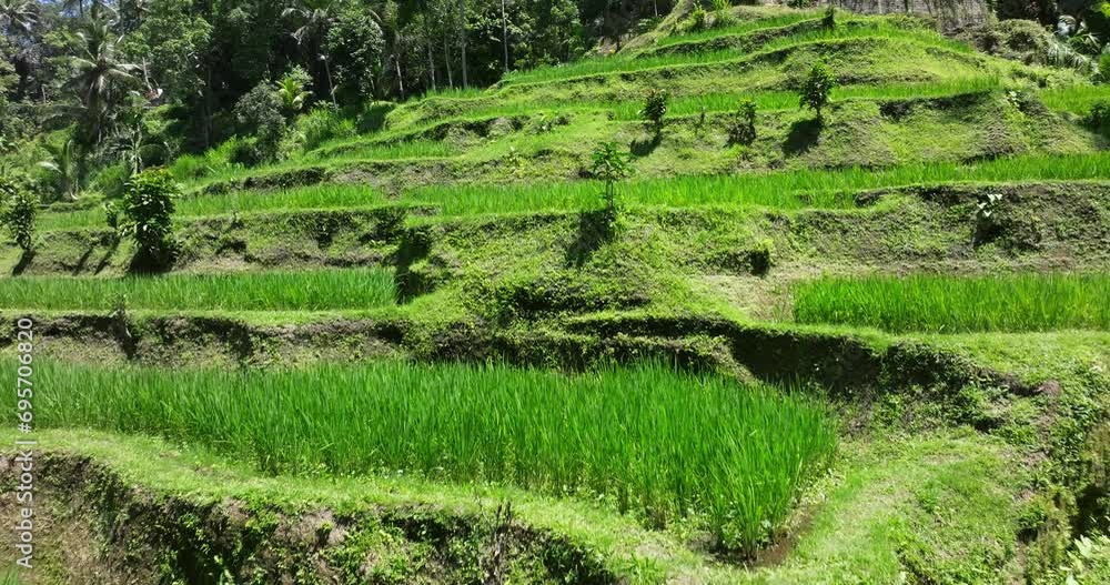 Aerial view of Tegalalang Rice Terrace in Bali, Indonesia Aerial view of Tegalalang Rice Terrace in Bali, Indonesia