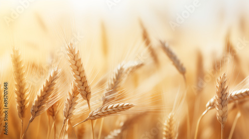 Field of wheat blurred background. Agriculture wallpaper
