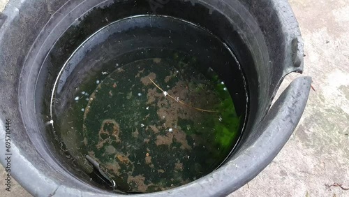 Abandoned dirty water bucket as mosquito breeeding site full of larvae, environmental issue