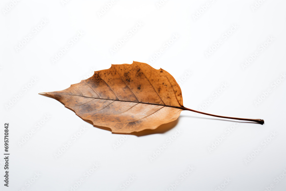Naklejka premium a leaf that is laying on a table