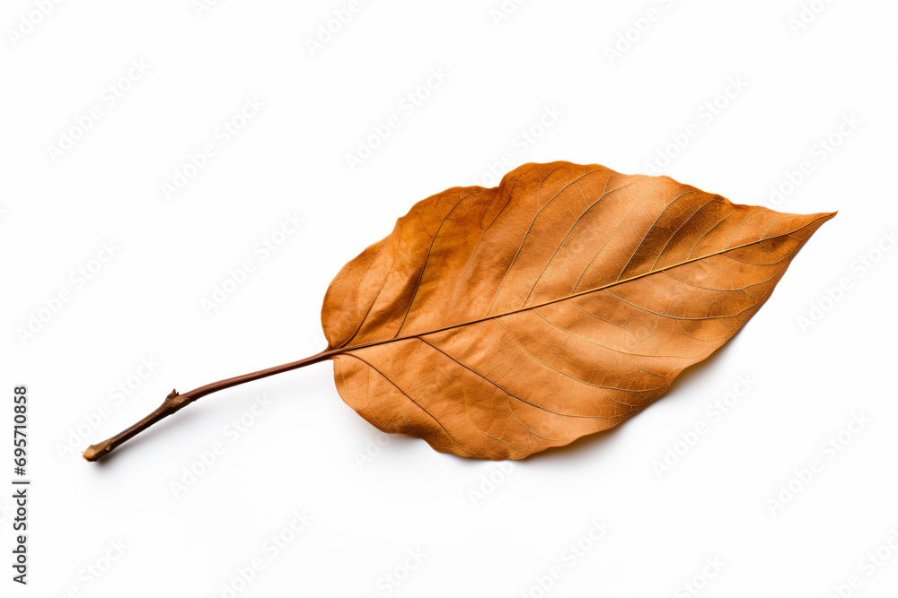 Naklejka premium a leaf on a white surface with a twig