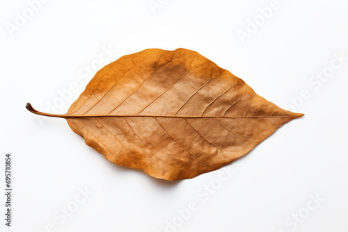 a leaf that is laying on a white surface