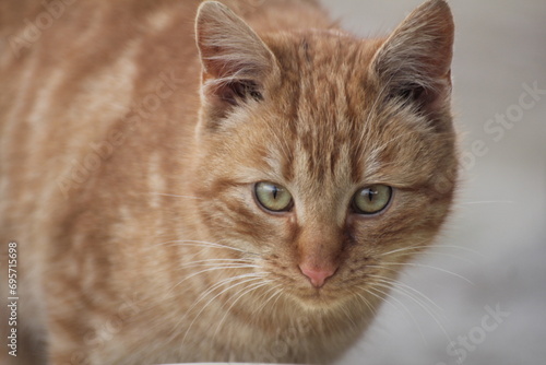 A close-up of a red tabby cat reveals piercing green eyes that captivate with their depth and intensity.