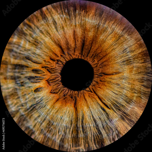 Human brown iris on black background . Close up brown pupil