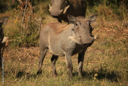 african warthog in the bush