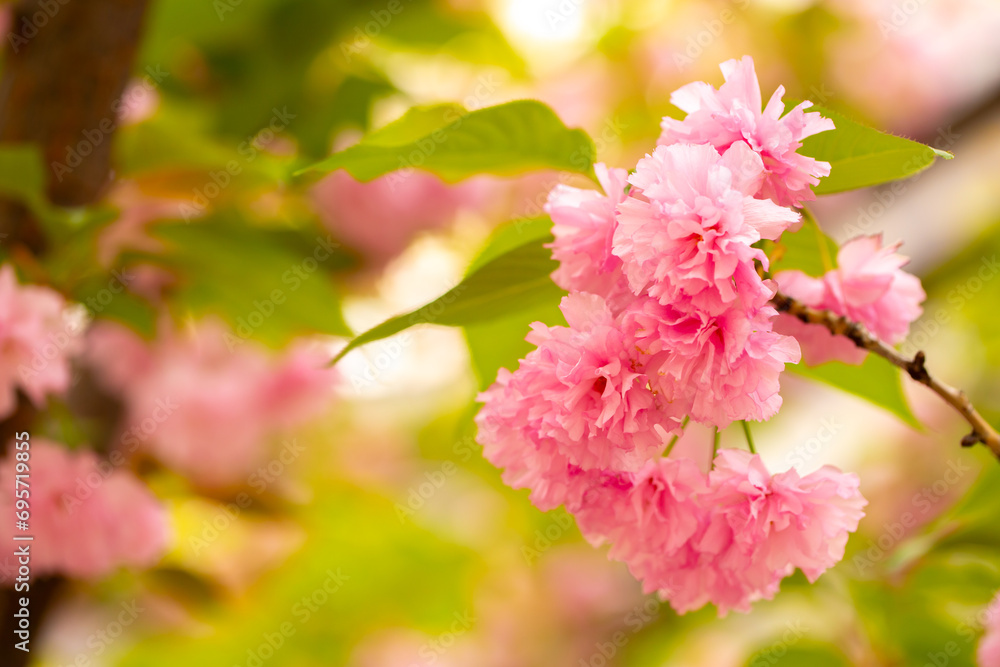 Sakura. Cherry blossom, branches with flowers sway in the wind. Pink flowers of the sakura tree. Spring landscape with flowering trees. Beautiful nature on a sunny day.