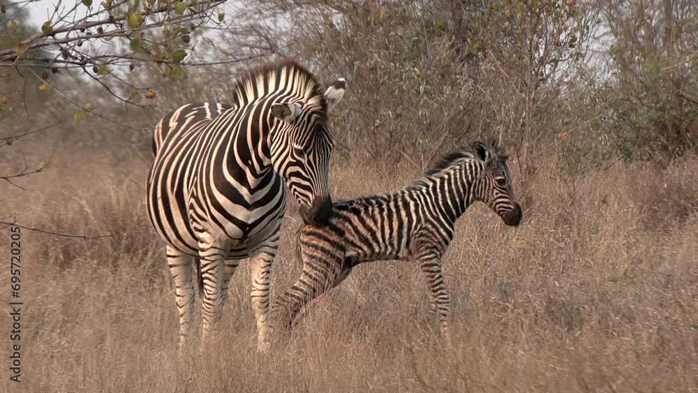 A zebra mare nurses her newborn foal, which is still attached by the umbilical cord. A zebra mare nurses her newborn foal, which is still attached by the umbilical cord.