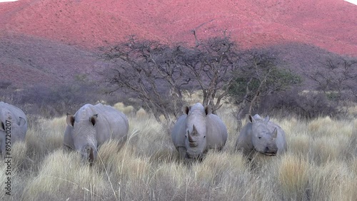 A crash of white rhinos walking in the Kalahari savanna grass. close up. photo