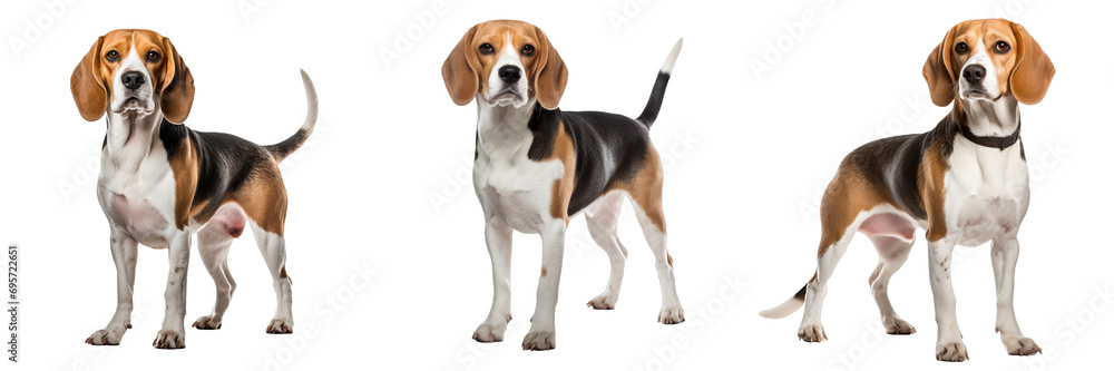 Captivating Beagle Canine in Transparent Background