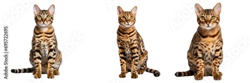 Fierce Bengal Cat in Full Body Pose - Transparent Background