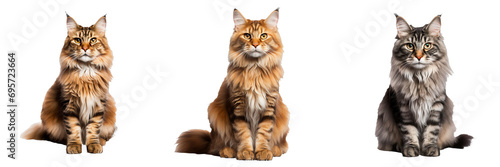 Majestic Maine Coon: Exquisite Full Body Illustration on Transparent Background photo