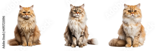 Graceful Persian Cat Posing Proudly on Transparent Background