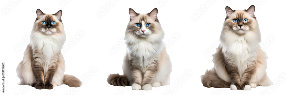 Graceful Ragdoll Cat Showcasing Its Full Body on Transparent Background - obrazy, fototapety, plakaty 