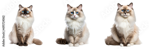 Graceful Ragdoll Cat Showcasing Its Full Body on Transparent Background photo