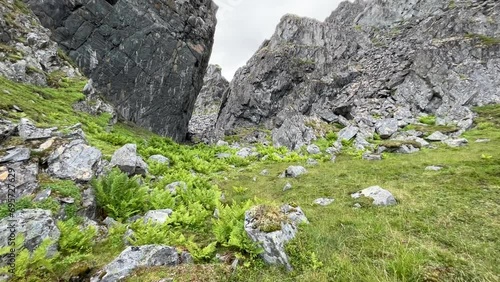 Ferns growing on a rocky terrain in Varanger Halvoya, Northern Norway photo