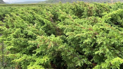 Close-up footage of a juniper in the harsh environment of the coast of the Barents Sea photo