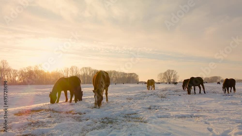 Wild horses graze on winter pastures and get their food from under the snow in the polar latitudes in winter.Horse grace on winter fields extracted grass with their hooves under the snow.Winter desert
