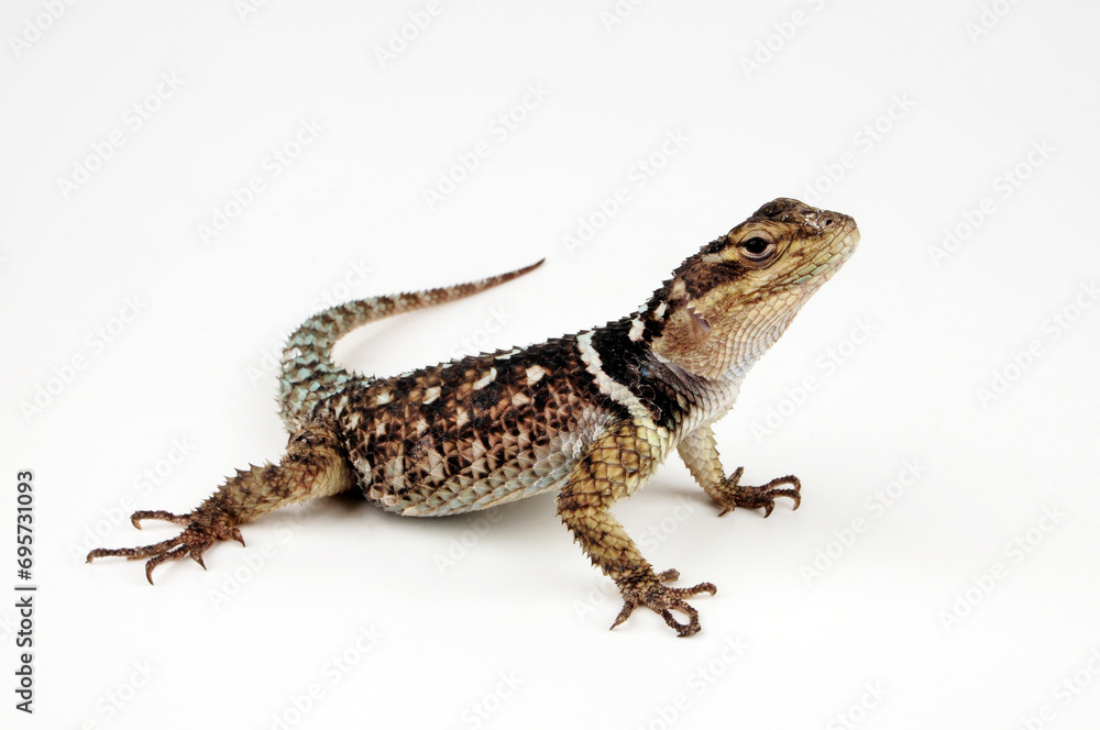 Naklejka premium Mexikanischer Stachelleguan // Crevice Spiny Lizard (Sceloporus poinsetti)