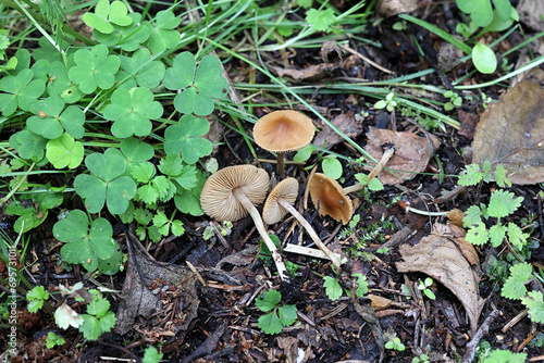 Cinnamon Aldercap, Naucoria scolecina, also called Alnicola scolecina, wild mushroom from Finland photo