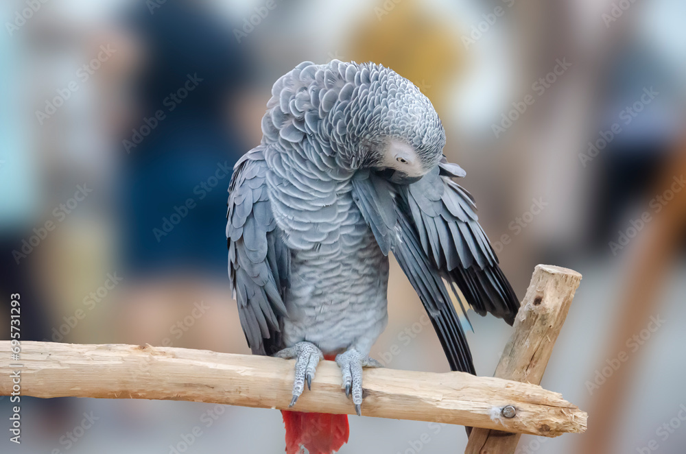 Obraz premium African Grey parrot portrait isolated and perched on wood. Psittacus erithacus