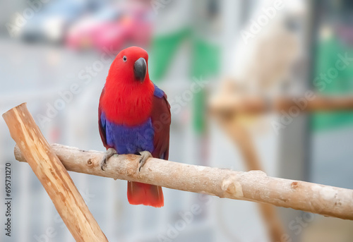red parrot portrait isolated and perched on wood. Psittacidae