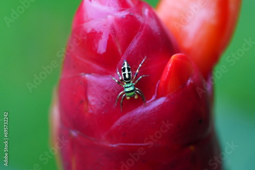 Female Cosmophasis thalassina refers to the female of a species of jumping spider found in various parts of Asia, including countries like Singapore, Malaysia, and Indonesia. |綠曜跳蛛 photo