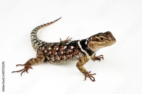 Mexikanischer Stachelleguan // Crevice Spiny Lizard (Sceloporus poinsetti)