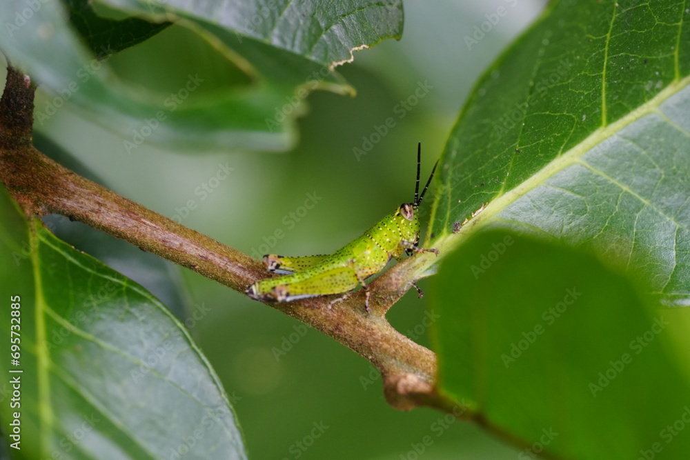 Grasshoppers are herbivorous insects belonging to the suborder Caelifera within the order Orthoptera. They're known for their powerful hind legs adapted for jumping |蝗蟲 Grasshoppers are herbivorous insects belonging to the suborder Caelifera within the order Orthoptera. They're known for their powerful hind legs adapted for jumping |蝗蟲