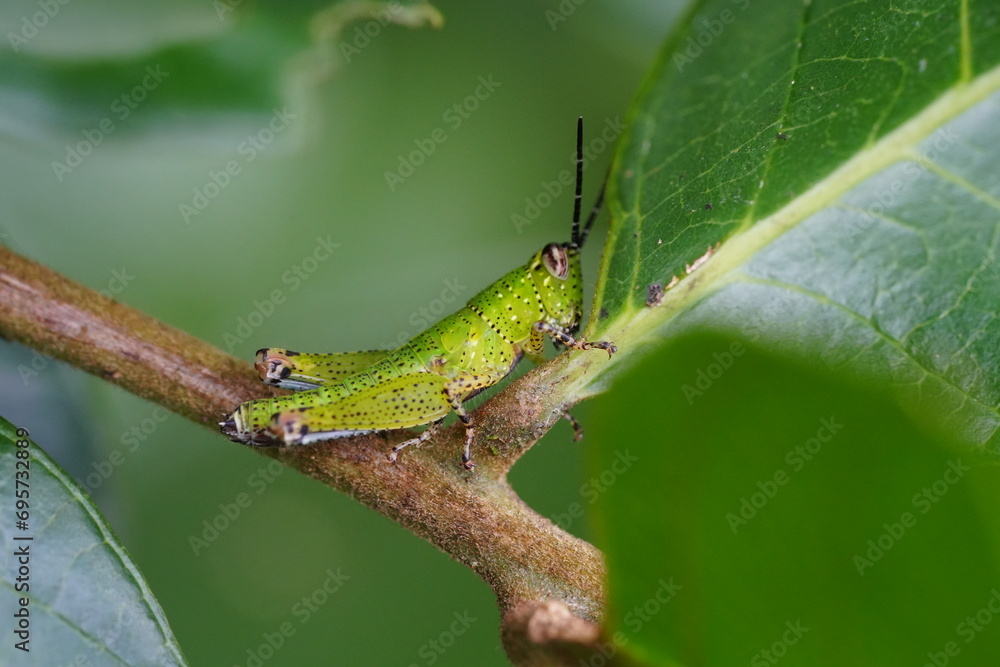 Grasshoppers are herbivorous insects belonging to the suborder ...