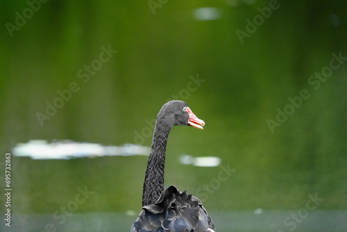 black swan on the river | Cygnus atratus | 黑天鵝 photo