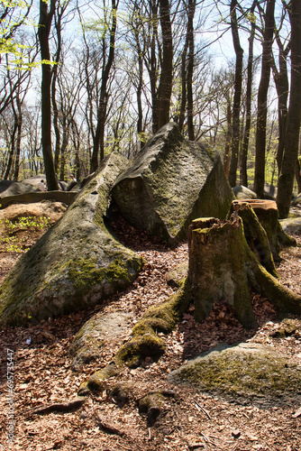 Tree stump in front of a large rock at the top of Felsenmeer on a sunny spring day in Germany.