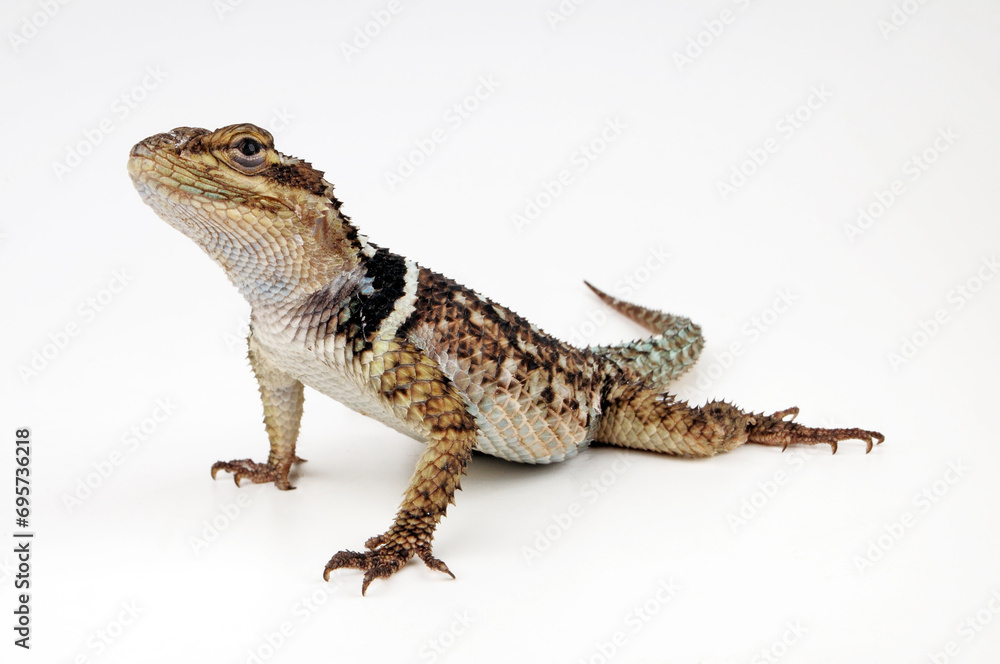 Naklejka premium Crevice Spiny Lizard // Mexikanischer Stachelleguan (Sceloporus poinsetti)