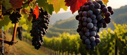 Gorgeous black nebbiolo grapes in Barolo vineyards, Piemonte, Italy, before harvest in September. photo