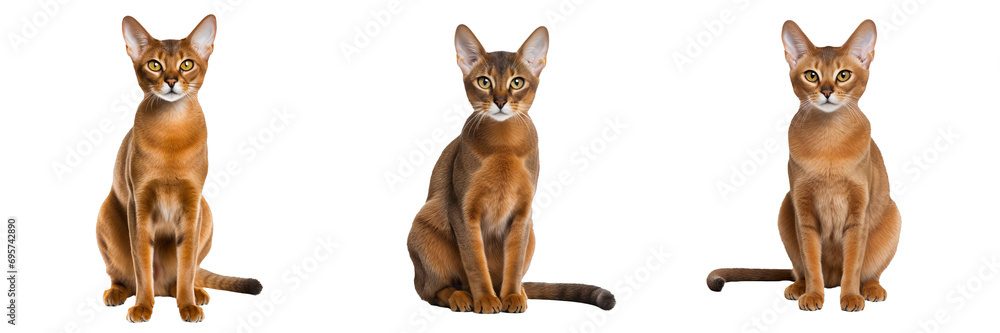 Majestic Abyssinian Cat: Captivating Full Body Shot on Transparent Background