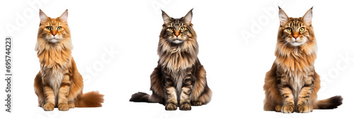 Majestic Maine Coon: Stunning Full Body Image on Transparent Background