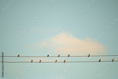 Flocks of birds fly and perch on power lines. Clean background, freedom concept, family, wallpaper.