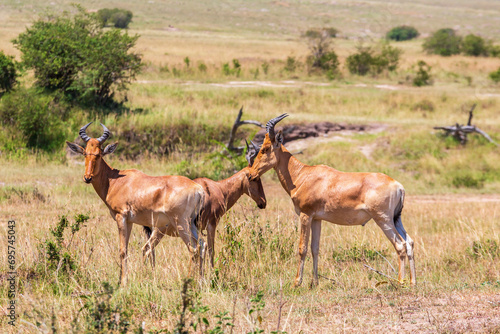 Hartebeest animals on the savannah in Africa
