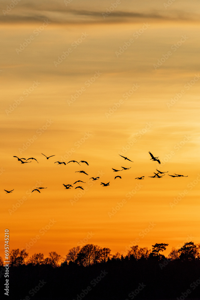Flock of cranes in a beautiful sunset Flock of cranes in a beautiful sunset